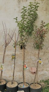 fruitiers fruitiers
